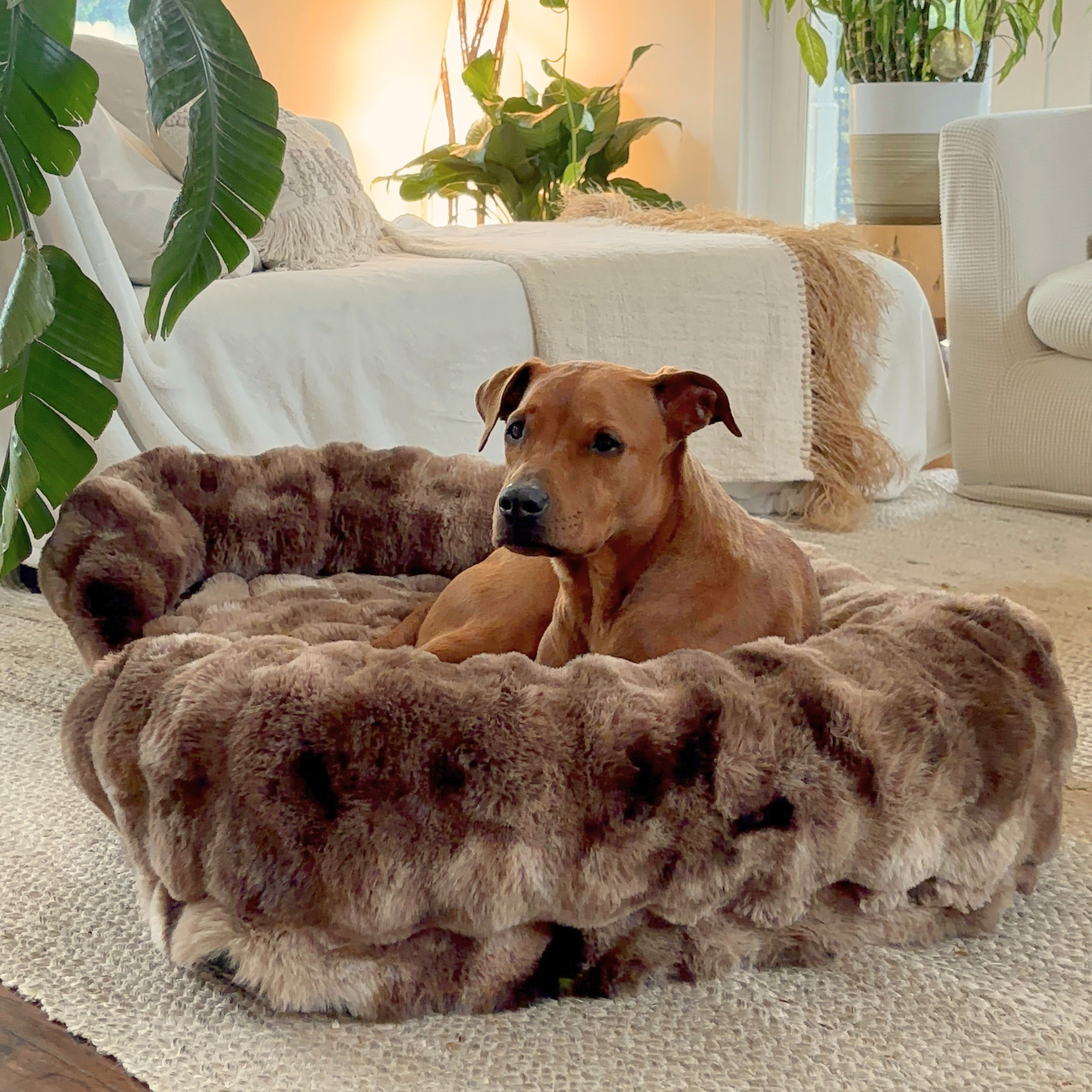 Schenke deinem Hund erholsame Ruhe