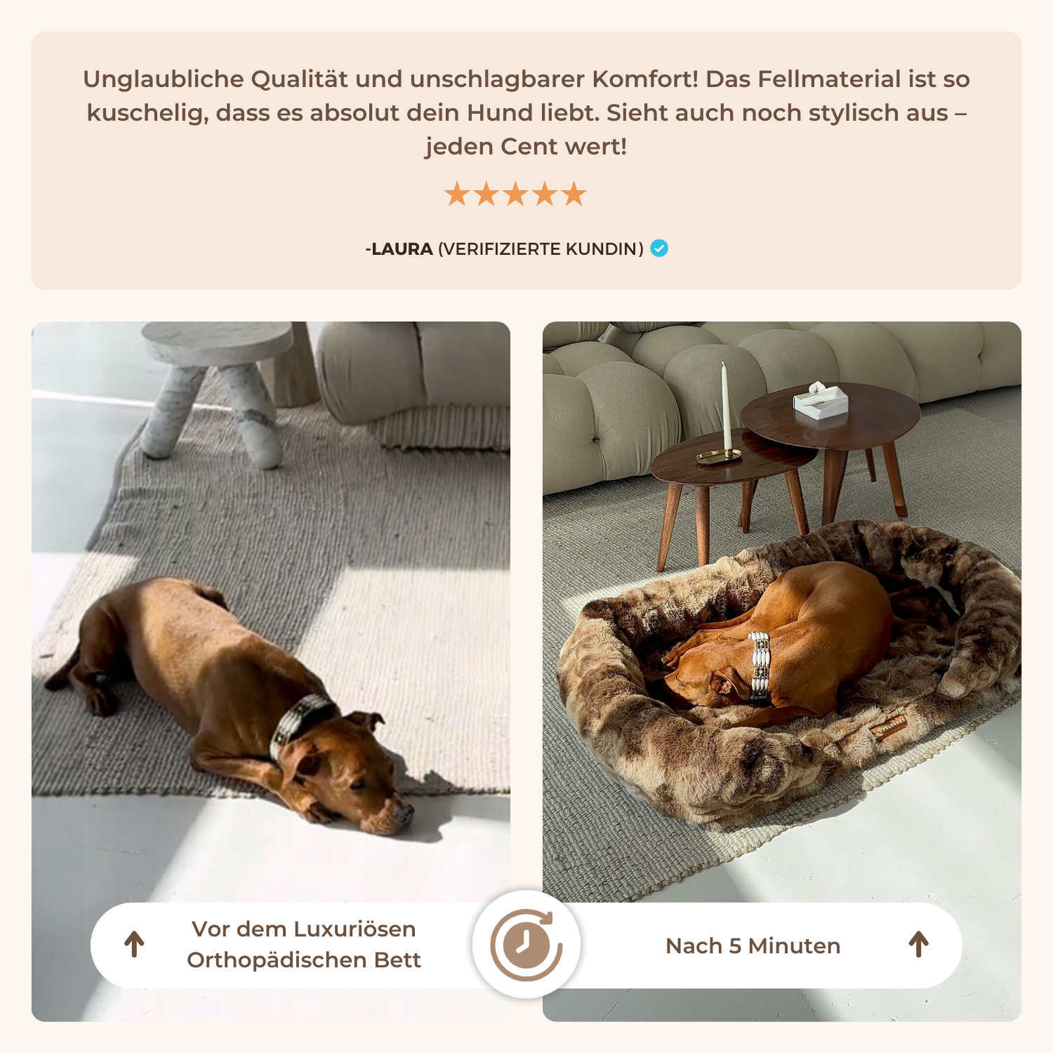 Schenke deinem Hund erholsame Ruhe