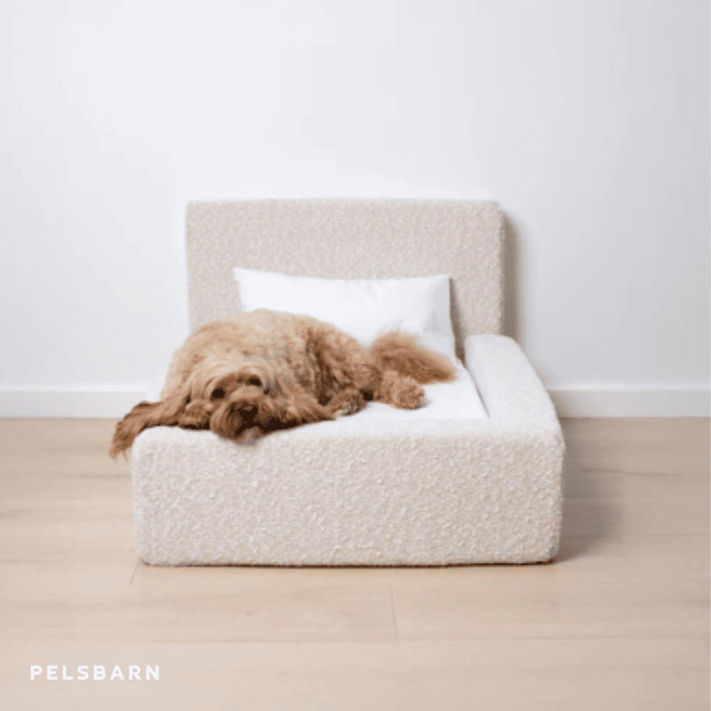 Das „ECHTE“ Bett für Hunde, die nur das Beste verdienen