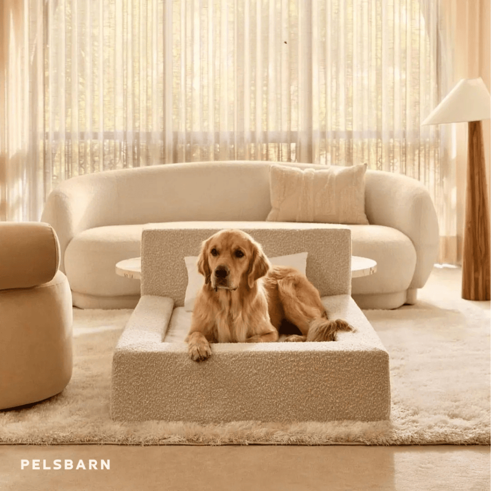 Das „ECHTE“ Bett für Hunde, die nur das Beste verdienen
