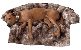 Schlafsofas